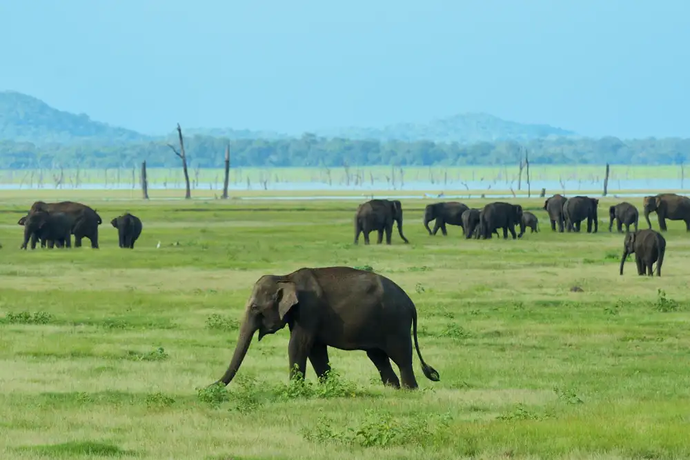 Asian Elephants