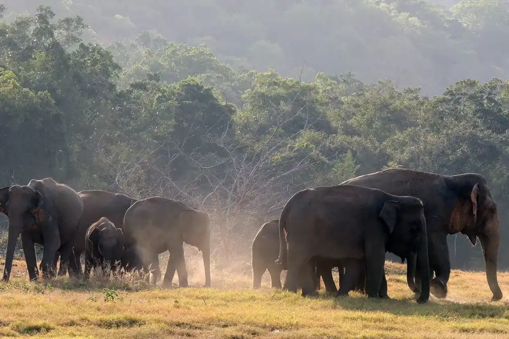 Marsh Elephants